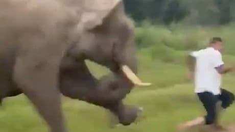 Elefant attackiert Tourist - Dumme Selfie-Aktion wird bestraft