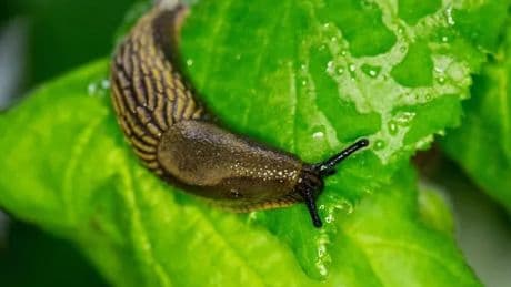Gardeners can use common kitchen staple to get rid of slugs