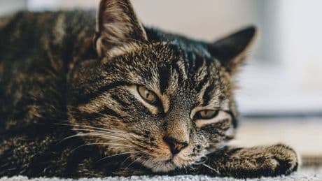 Tierheim Bremen: Cheesy ist "keine einfache Katze" – neue Halter gesucht