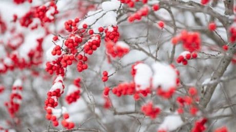 ‘Magical’ holly berry tree that blooms in autumn and winter has a huge £100 saving