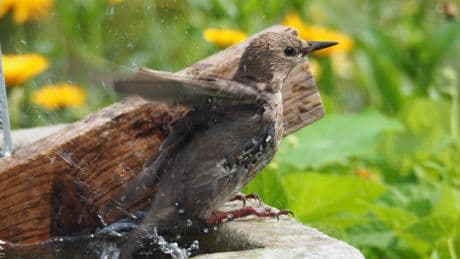 Mit wenig Aufwand: Drei kreative Ideen für den Bau einer Vogeltränke im Garten