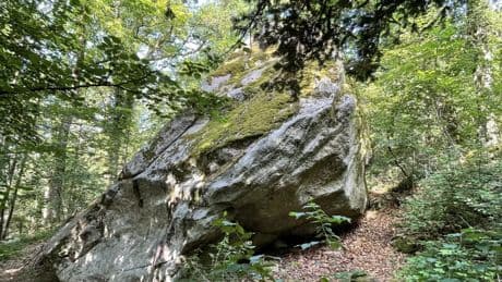 Botanik-Kolumne: Flauschige Feldsteine
