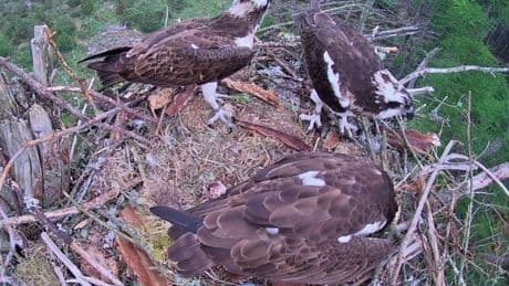 'Very rare' osprey love triangle spotted in Scots valley on livestream camera