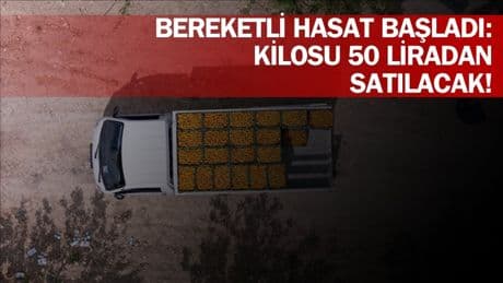 Tadı olay yaratıyor, fiyatı cep yakıyor! Bereketli hasat tezgahlara inmeye hazırlanıyor: Kilosu 50 liradan satılıyor