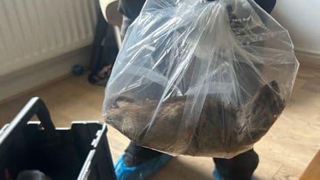 Rat the size of a dog found as monster vermin run riot in Yorkshire village