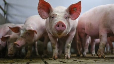 Lebensmittel: Warteschleife für das staatliche Tierhaltungslogo