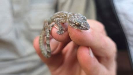 This flat-bodied South African gecko was a 'lost' species. It's been found again after 34 years