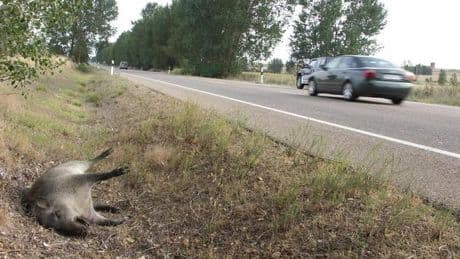 Los animales causan más de 36.000 siniestros viales, el doble que hace una década