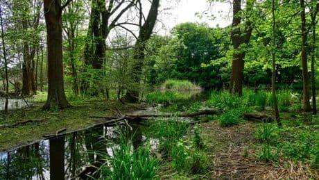 „Hauptstadtwanderer“: Ein Abenteuer durch das wilde Wuhletal