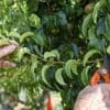 Qu’est-ce que la « taille en vert », à faire cet été au verger pour une belle production de fruits ?
