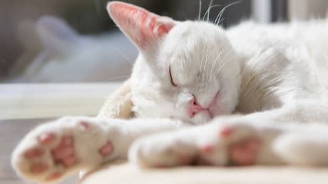 Sonnenbrand bei Katzen: Warum besonders weiße Katzen gefährdet sind