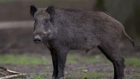 Calvados: Mimi et Pumba, deux sangliers domestiqués, menacés d'euthanasie