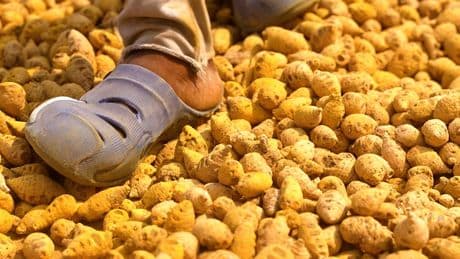 India grows 80% of the world's turmeric. So why are farmers struggling?