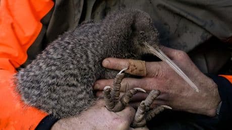 Dieser kleine Vogel galt Jahrzehnte als ausgestorben – plötzlich taucht er wieder auf