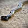 Flesh-eating 'demonic' worms that could irritate human skin invade major US city