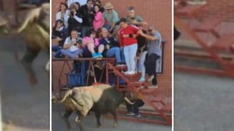 Momentos de pánico en el encierro de Medina del Campo: un toro tira una plataforma para la prensa y deja varios heridos