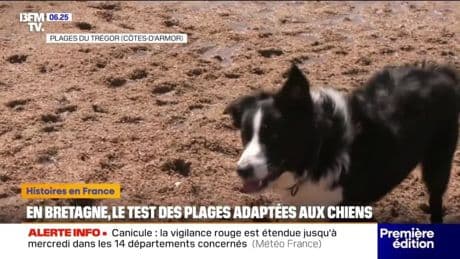 Bretagne: des plages ouvertes aux chiens en phase de test