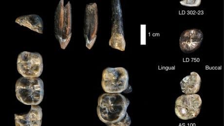 Descubren en etiopía los restos de una nueva especie de homínido no identificada hasta ahora