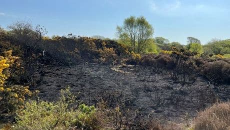 Six teens charged after alleged deliberate fire at historic Scots wildlife site