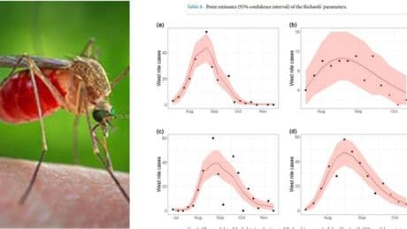 West Nile, l'anomalia dei nuovi focolai al Centro-Sud (mai visti prima). Quanto aumenteranno i casi e quando è previsto il picco