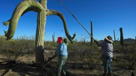 PHOTO ESSAY: Tohono O'odham families carry on sacred saguaro fruit harvest in Arizona borderlands