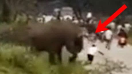 Schokkend: wilde olifant valt toerist aan