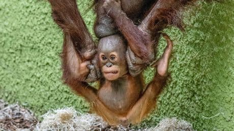 Baby-Yoga im Zoo - Affenliebe ist, gemeinsam abzuhängen