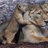 Schon wieder im Tiergarten Nürnberg: Löwenbaby vermutlich von Mutter gefressen