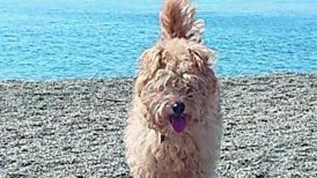 Celle, la cagnolina Ophelia si spaventa per i fuochi d’artificio e scappa. Investita