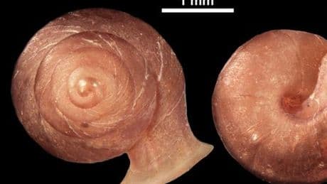 New snail species with shell shaped like Picasso’s art discovered