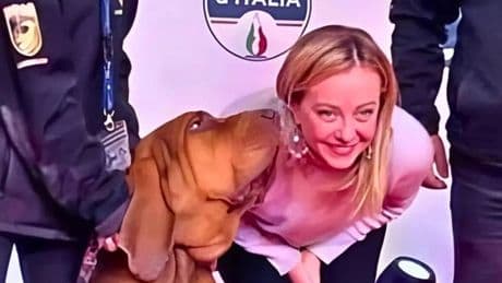 Indignación en Italia tras el asesinato de Bruno, el perro de rescate que salvó a nueve personas y fue premiado por Meloni