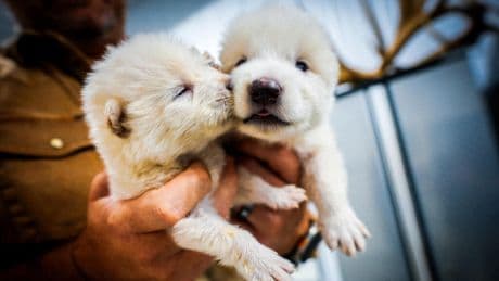 US company says it has brought dire wolves back from extinction