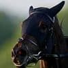 Robin Goodfellow's racing tips: Best bets for Friday, May 30