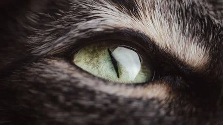 ¿De qué color ven los gatos? Así funciona la visión felina