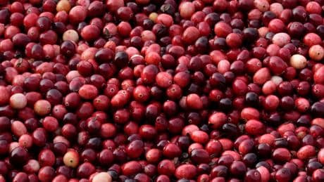 What to know about cranberries produced for Thanksgiving and the bogs being restored to wetlands