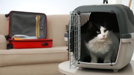 SNCF : une voyageuse affirme avoir écopé de 110 euros d’amende à cause des miaulements de son chat