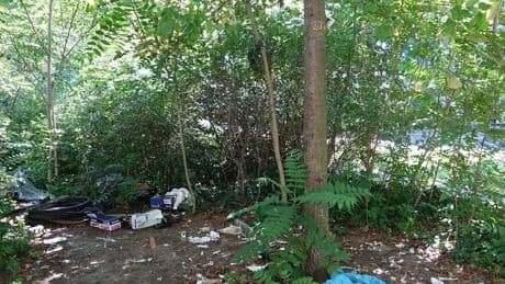 Nach BILD-Bericht - Berliner Junkie-Baum von Spritzen befreit