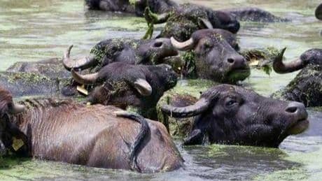 Belgesel tadında görüntüler: Burası Serengeti değil, Erzurum! 'Sütü için köyde kuyruklar oluyor'