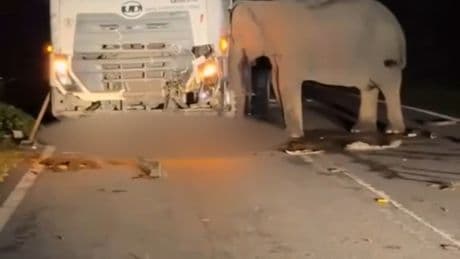 Heartwrenching moment desperate mother elephant spends 5 HOURS trying to rescue her dead baby calf trapped under lorry