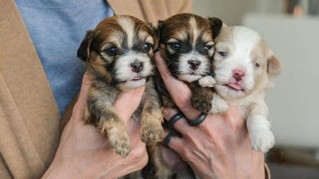 Europarlement stemt in met wet verplicht chippen honden en katten