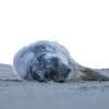 In het spoor van zieke zeehond Pluk