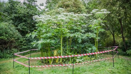 Giant hogweed and American mink destroying nature spots due to Defra cuts