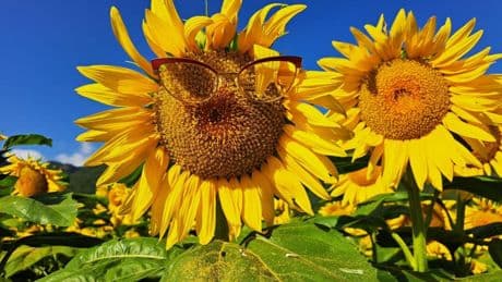 Los girasoles de la alegría
