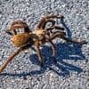 Warning as 'hordes' of tarantulas are set to swarm in five US states in mating frenzy