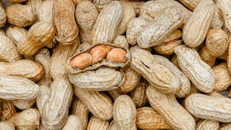 Allergie: Bluttest könnte Wirksamkeit von Erdnuss-Therapie vorhersagen