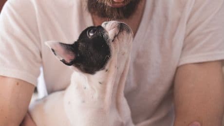 Este será el temario del curso obligatorio para dueños de perros