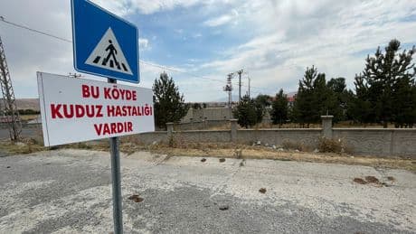 Tilkiyle boğuşarak ölen köpeğin kuduz olduğu tespit edildi, belde karantinaya alındı