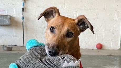 Adorable dog Bruno baffles rescue centre staff as no one wants to adopt him