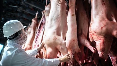 Tierschutz: „Was ist ein Hausfriedensbruch im Vergleich zum Todeskampf der Schweine?“