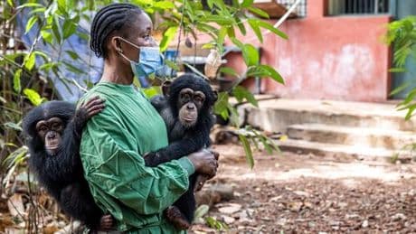 En Sierra Leone, un sanctuaire pour les chimpanzés menacé par l’alarmante déforestation